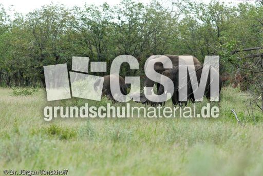 Afrikanischer Elefant (126 von 131).jpg